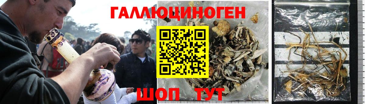 Галлюциногенные грибы Psilocybe Тара